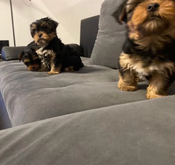 yorkshire, cuccioli di taglia piccola, pedigree roi | Foto 0