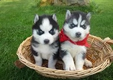vendita siberian husky occhi color ghiaccio stupendi