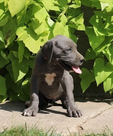 90 giorni alano blue cuccioli | Foto 0