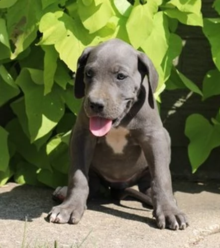 90 giorni alano blue cuccioli