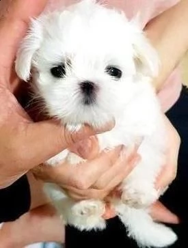 cuccioli maltese piccolo toy