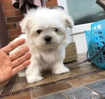 maltese toy terrier con pedigree