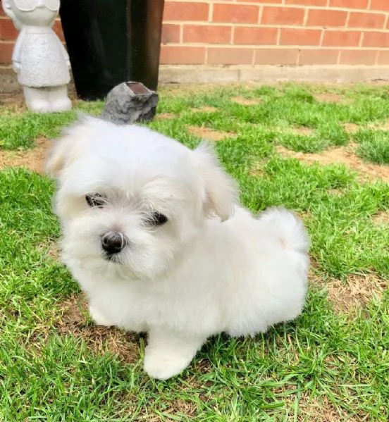 maltese toy terrier con pedigree | Foto 0