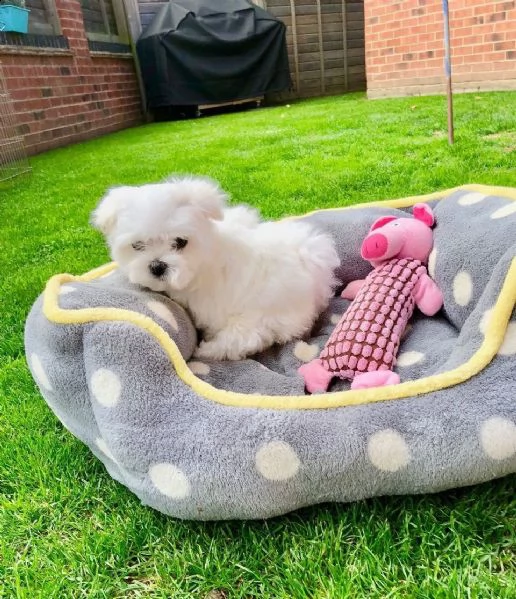 regalo cuccioli maltese toy