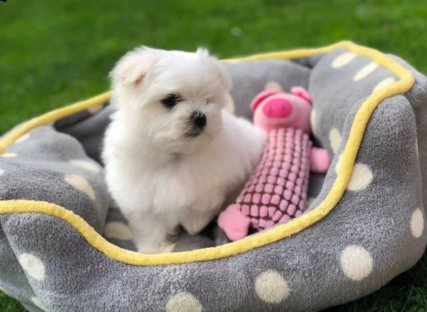 regalo cuccioli maltese toy | Foto 0