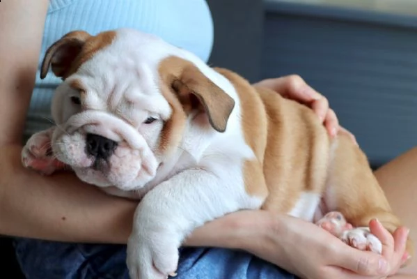 bulldog inglese 1 maschio e 1 femmina | Foto 0