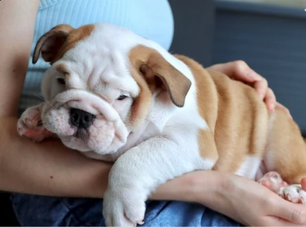 bulldog inglese 1 maschio e 1 femmina