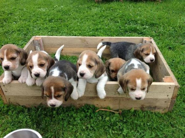 cuccioletto di beagle 