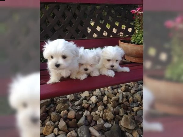 cuccioli di maltese nano