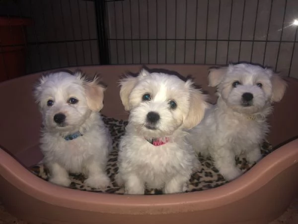 cuccioli di maltese nano | Foto 3