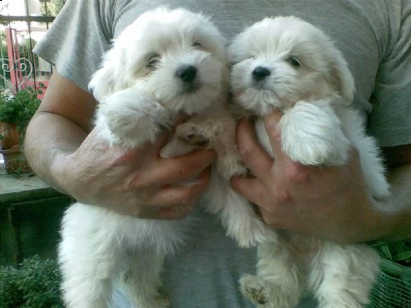 cuccioli di maltese nano | Foto 2