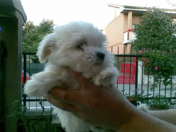 cuccioli di maltese nano | Foto 1
