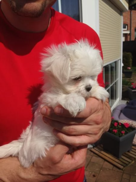 cuccioli di maltese nano | Foto 0