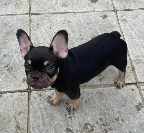 regalo bulldog frances meravigliosi