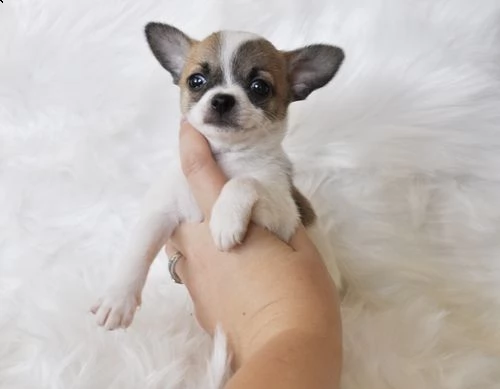 regalo cuccioli dolce e bella chihuahua toy