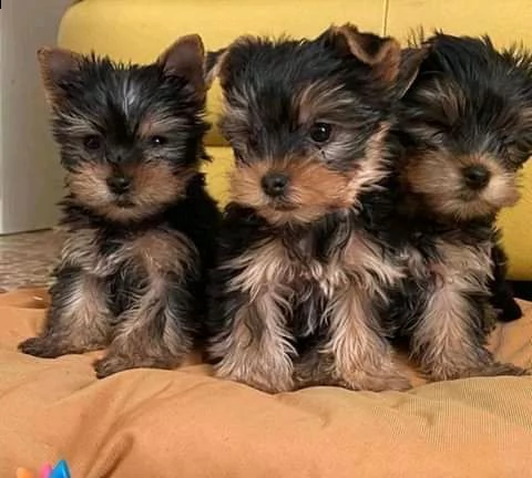 adorabili cuccioli di yorkie in tazza da tè in vendita | Foto 0