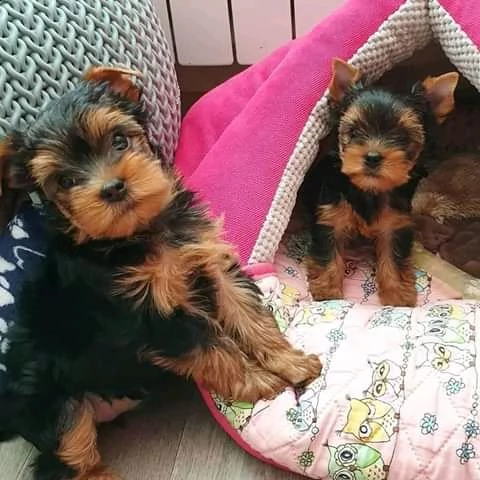 adorabili cuccioli di yorkie in tazza da tè in vendita
