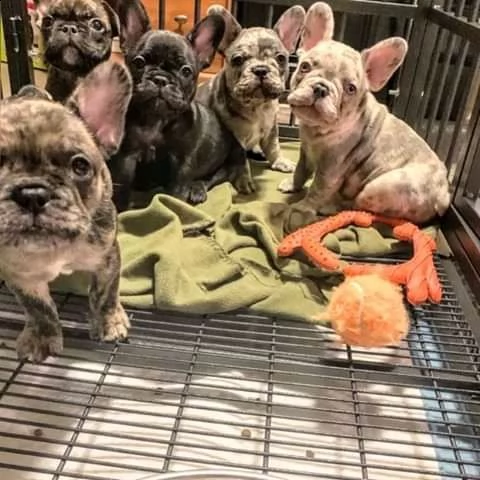 cuccioli di bulldog francese di qualità