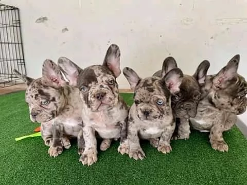 cuccioli di bulldog francese di qualità | Foto 0