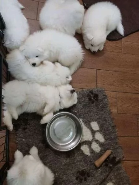 bellissimi cuccioli di samoiedo