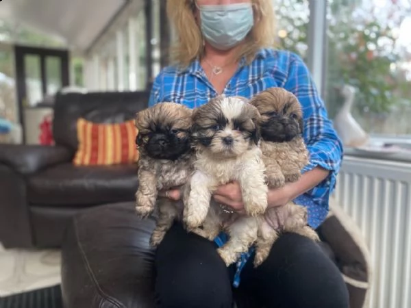 dolci cuccioli di shih tzu maschi e femmine | Foto 0