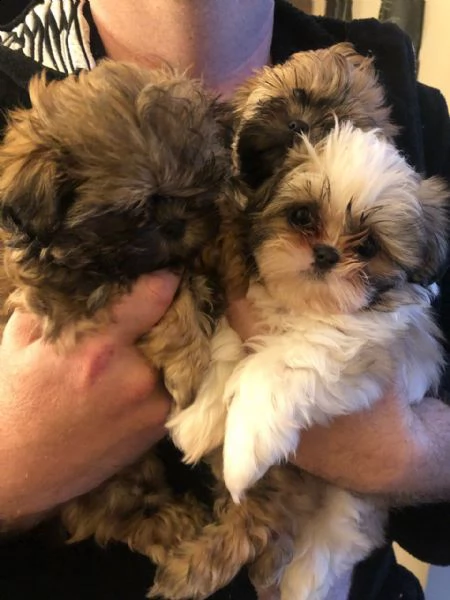 dolci cuccioli di shih tzu maschi e femmine