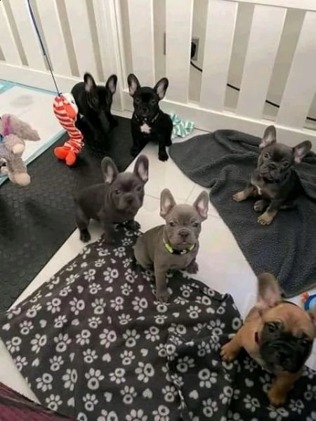 cuccioli di bulldog francese di qualità