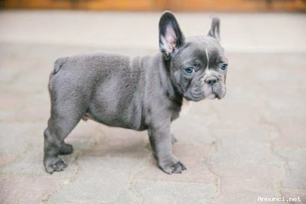 cuccioli di bulldog francese 
