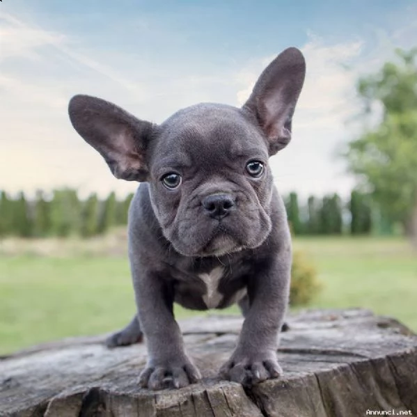 bellissimi cuccioli di bulldog francese 