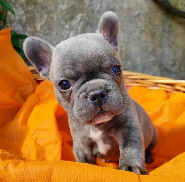bulldog francese