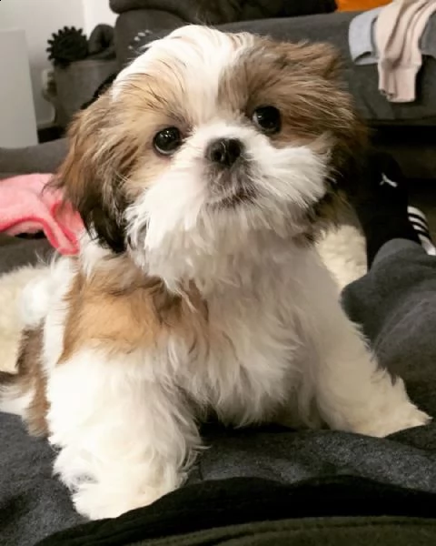  regalo bellissimi cuccioli allevati shih-tzu, colore bianco e nero.