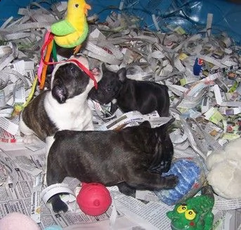 bulldog francese cuccioli di razza pura disponibili