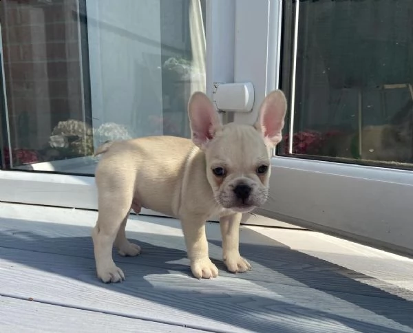 regalo cuccioli di bulldog frances