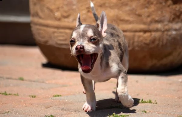 cuccioli di chihuahua con pedigree enci | Foto 0