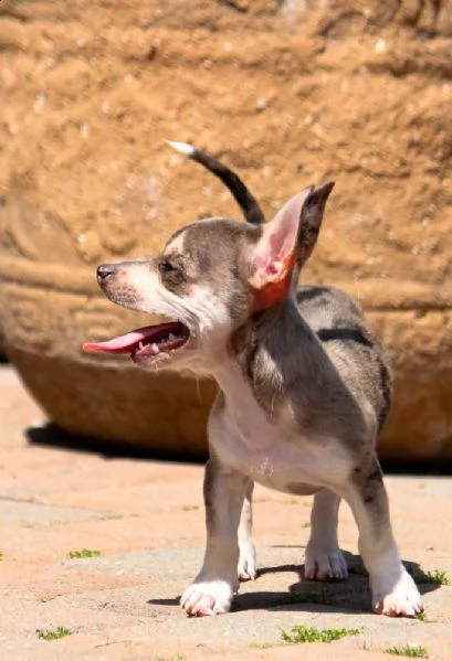 cuccioli di chihuahua con pedigree enci