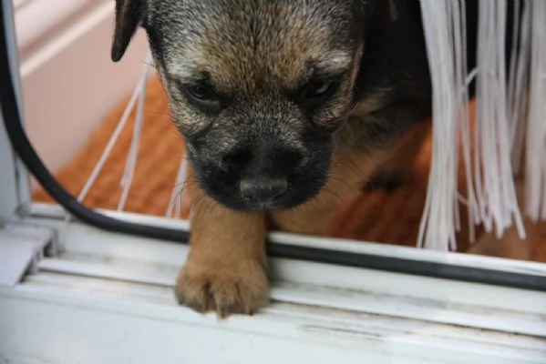 cuccioli di border terrier con pedigree enci | Foto 2