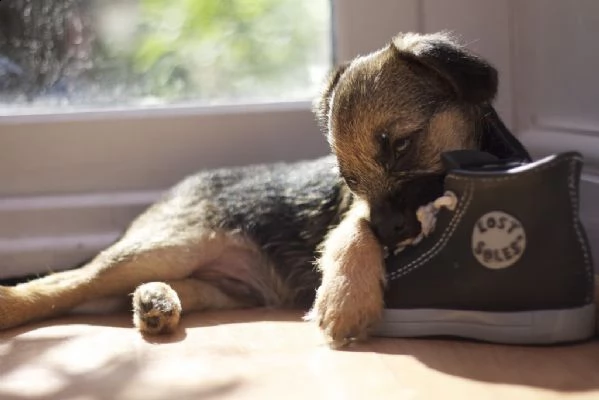 cuccioli di border terrier con pedigree enci