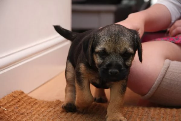 cuccioli di border terrier con pedigree enci | Foto 0