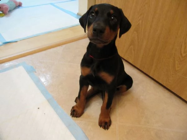 disponibili cuccioli di doberman | Foto 0