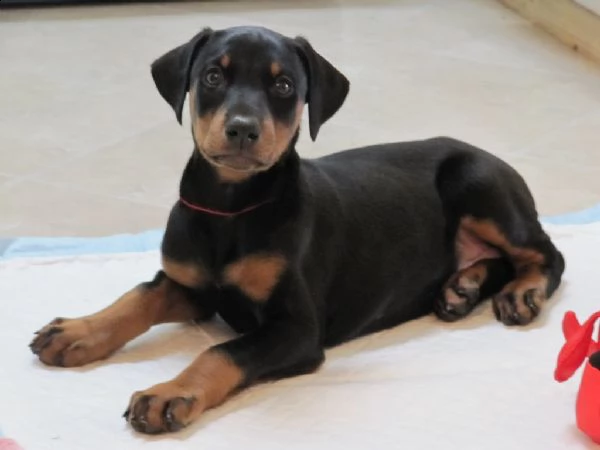 disponibili cuccioli di doberman