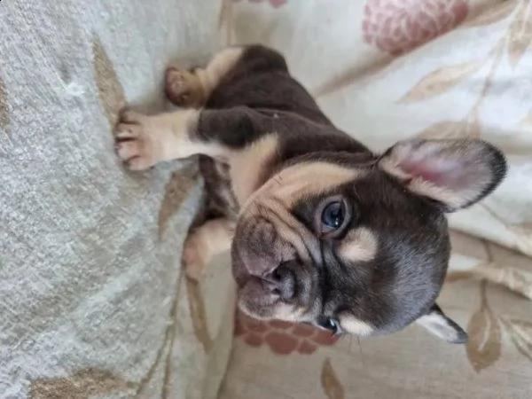 cuccioli di bulldog francese per l'adozione