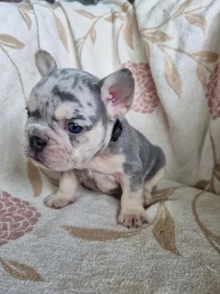 regalo bulldog frances meravigliosi