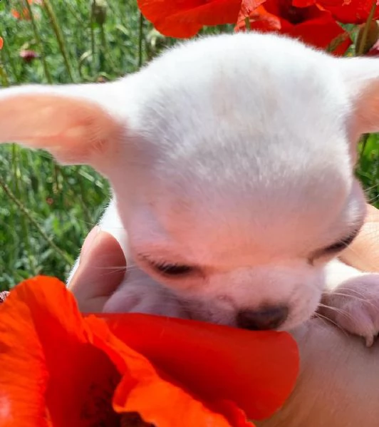 regalo cuccioli dolce e bella chihuahua toy
