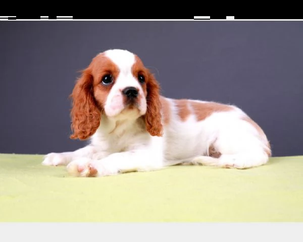 vendita meravigliosa cucciolata di cavalier king