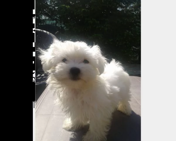 vendita splendidi e bianchissimi cucciolini maltese 