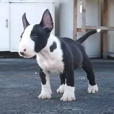 .adorabili cuccioli di bull terrier maschio e femmina da adottare, sono molto sani usati con bambini