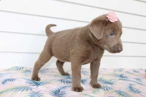 regalo cuccioli di labrador , molto sani maschio e femmina 