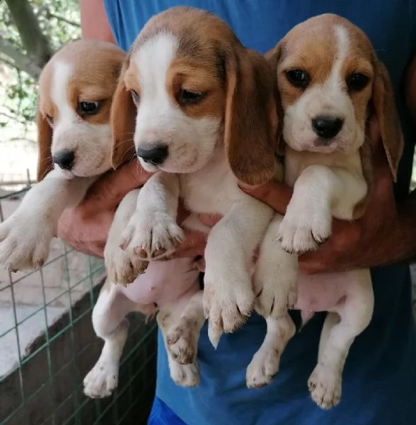cuccioli di beagle toy 