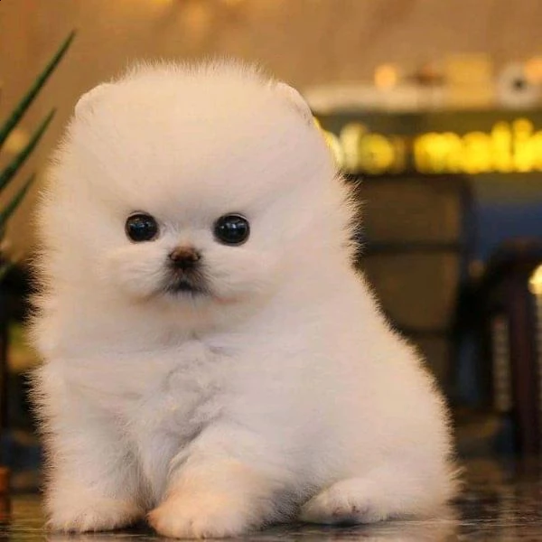 cuccioli di spitz pomeranian mini toy