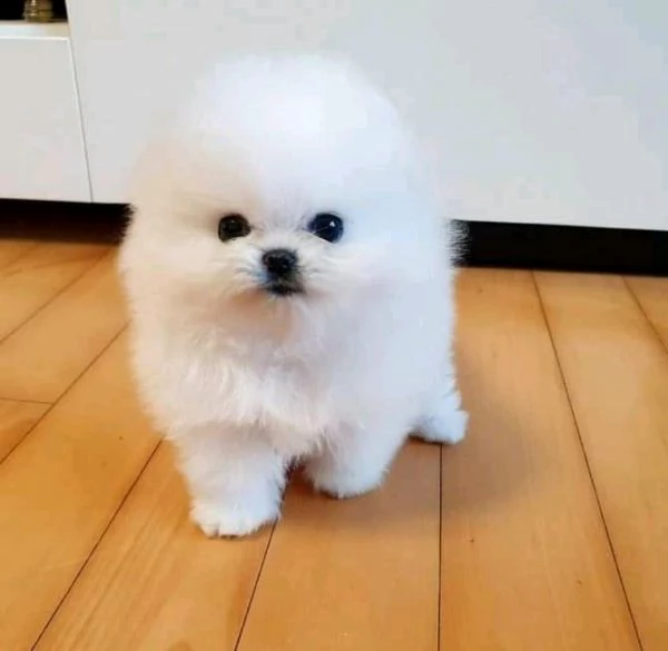 cuccioli di spitz tedesco di pomerania 